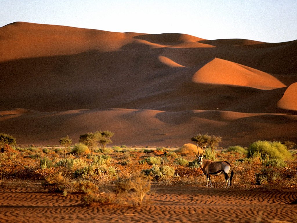 Oryx, Namibia, Africa